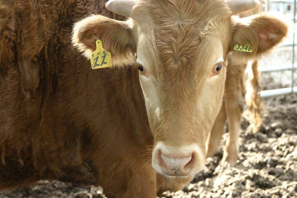 A South Korean hanwoo cow.