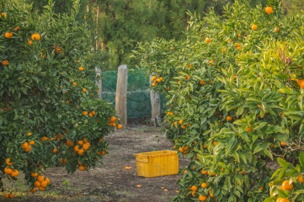 The subtropical South Korean island province of Jeju is famous for its citrus fruit – and, more recently, its foreigner-only casinos.